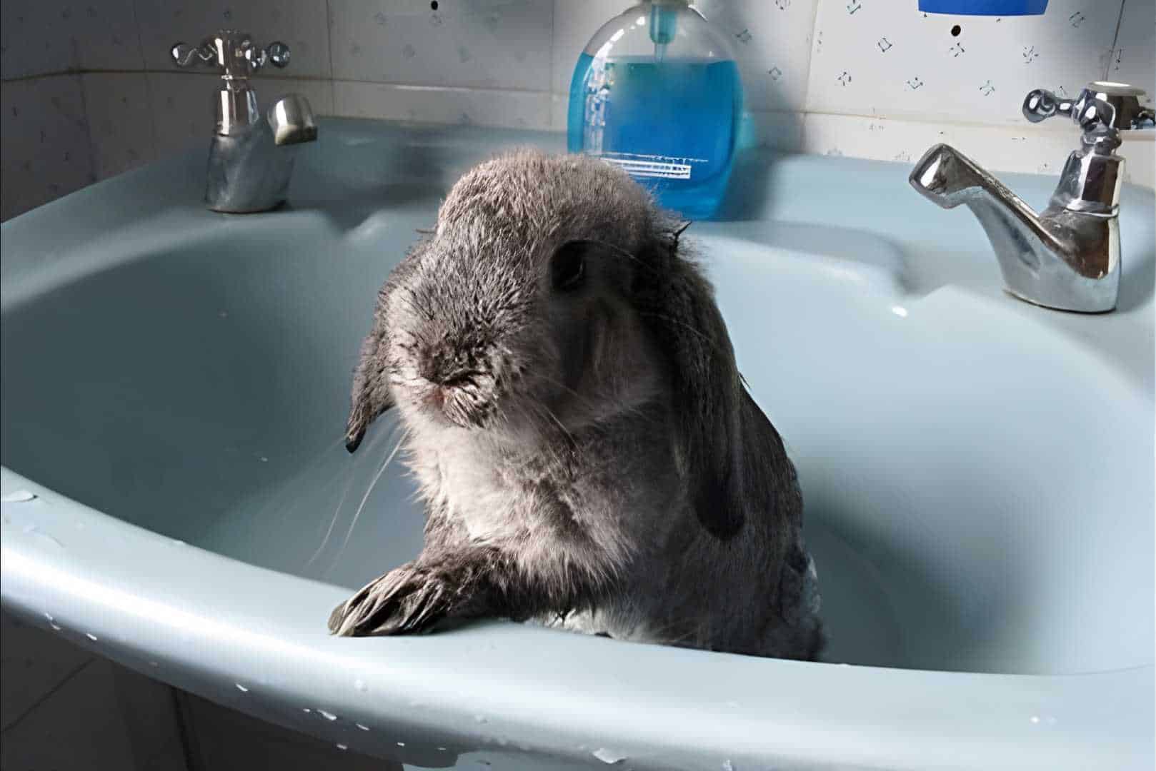 how to bath a bunny