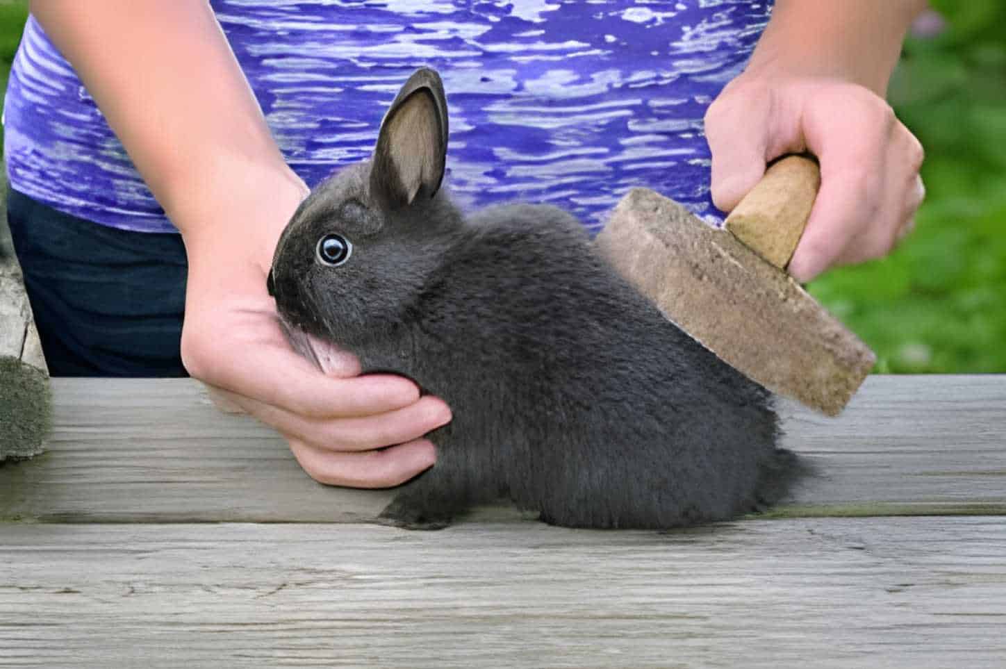 how to bathe a bunny