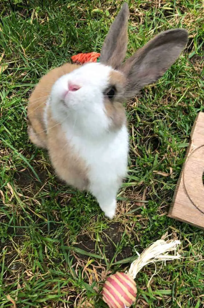 how to care for a rabbit outdoors