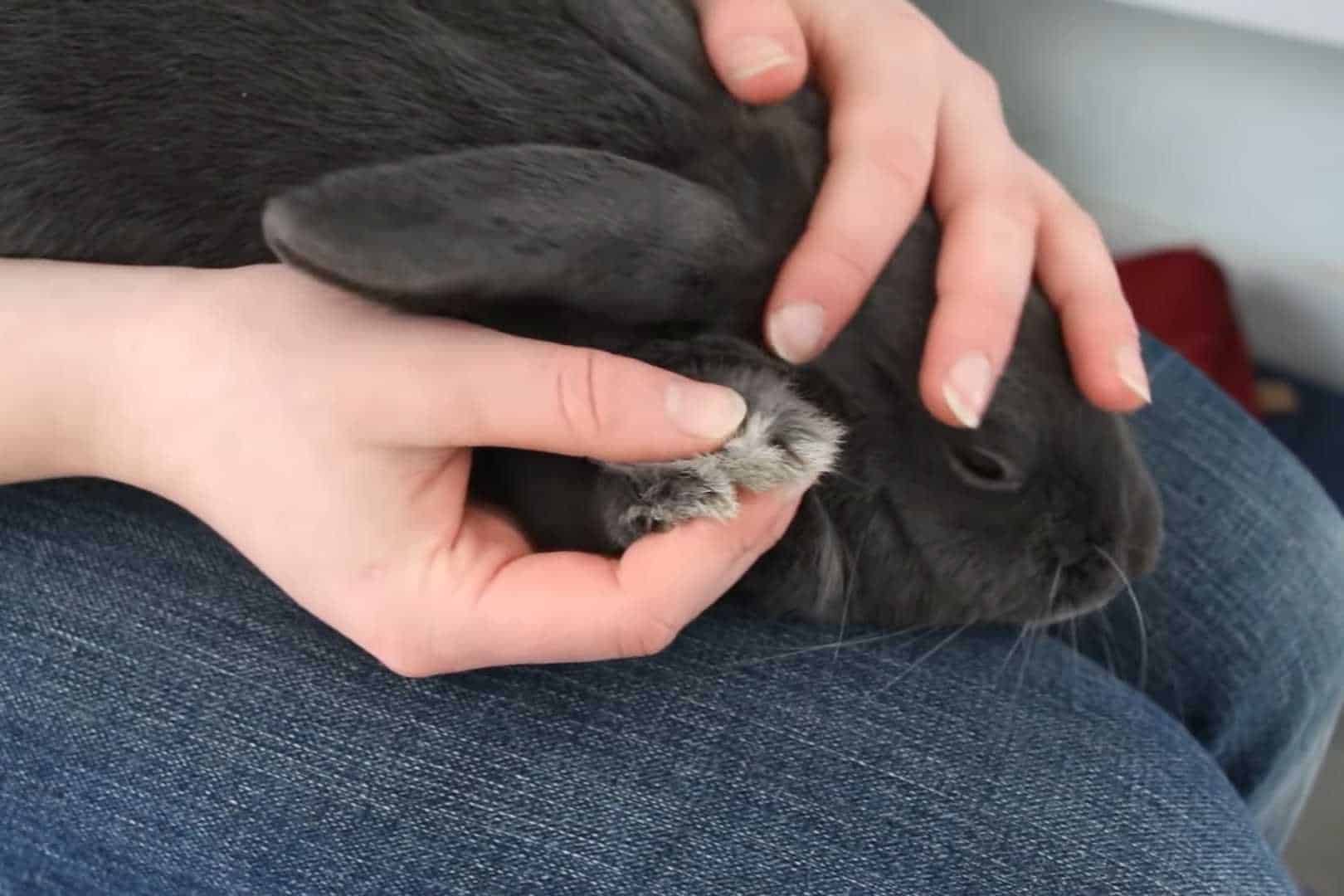 how to clip bunny nails