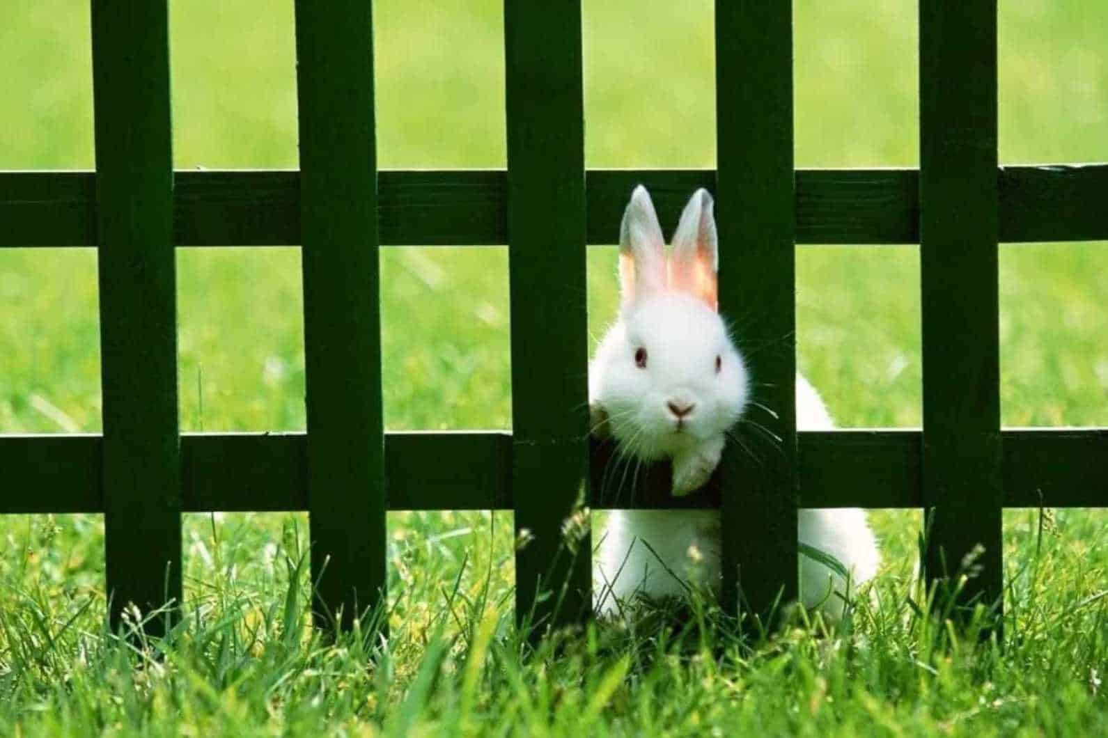 how to keep rabbits out of garden