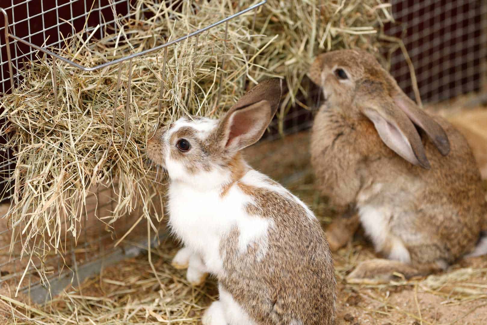 how to skin a rabbit without a knife