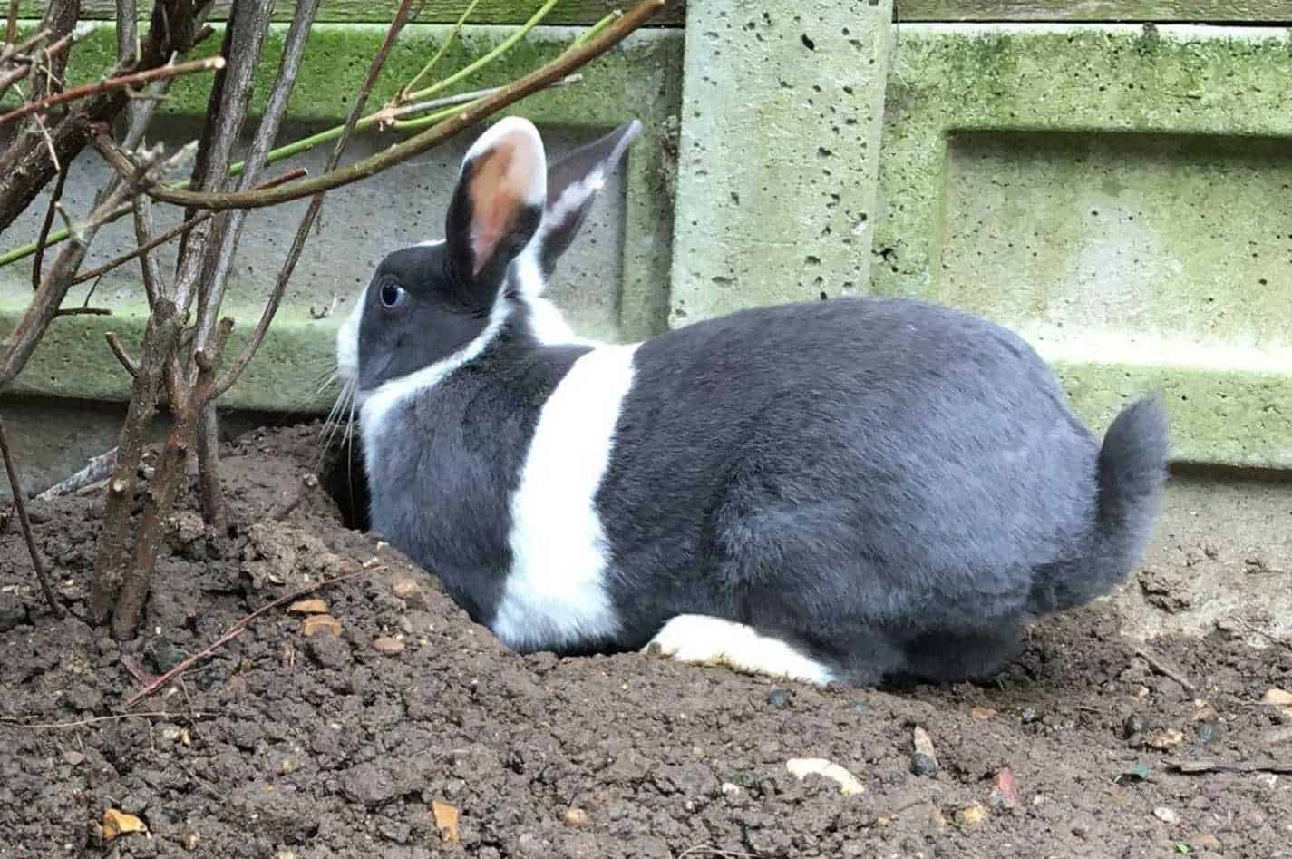 how to stop wild rabbits from digging holes