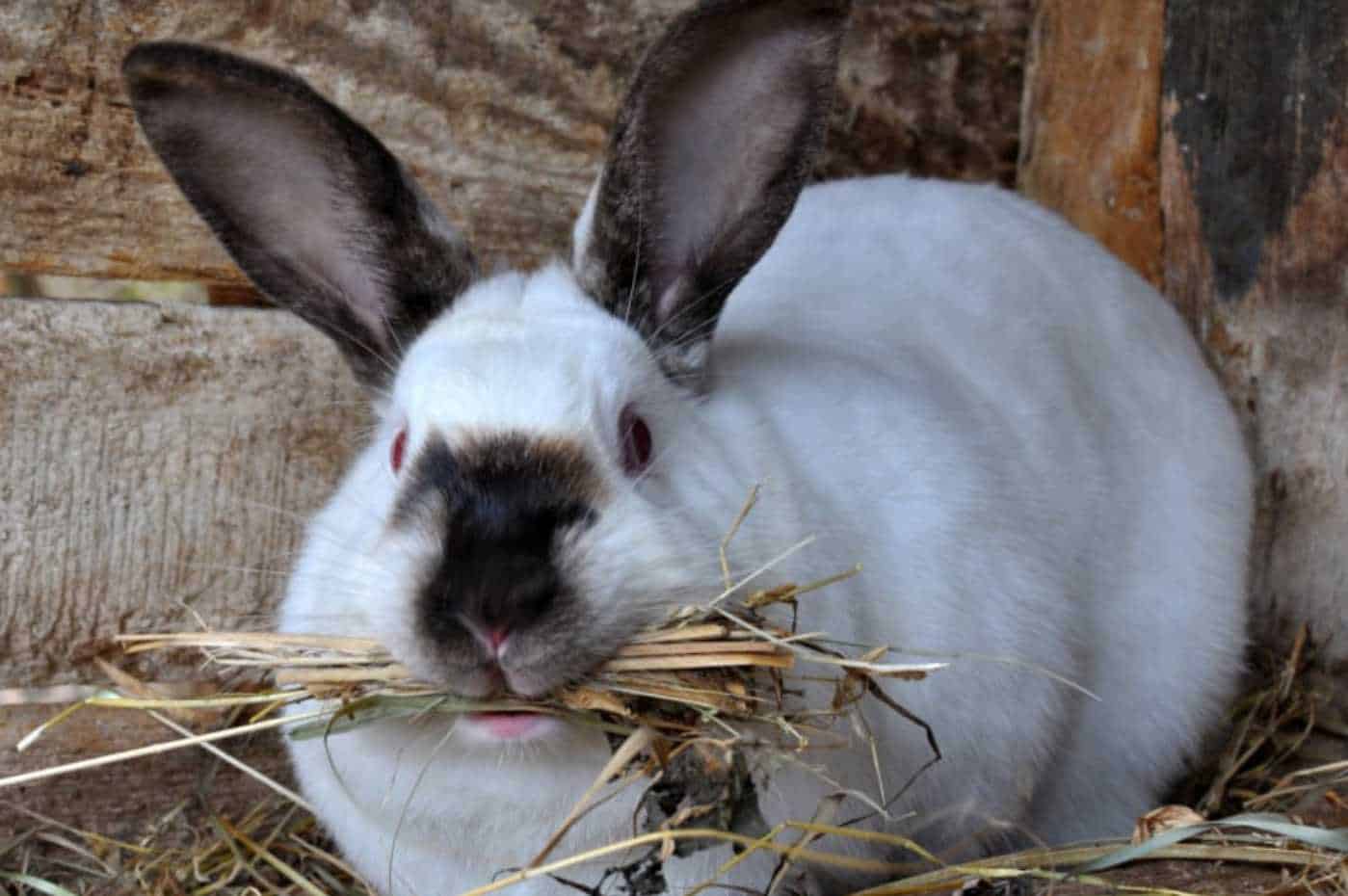 how to take care of a baby bunny