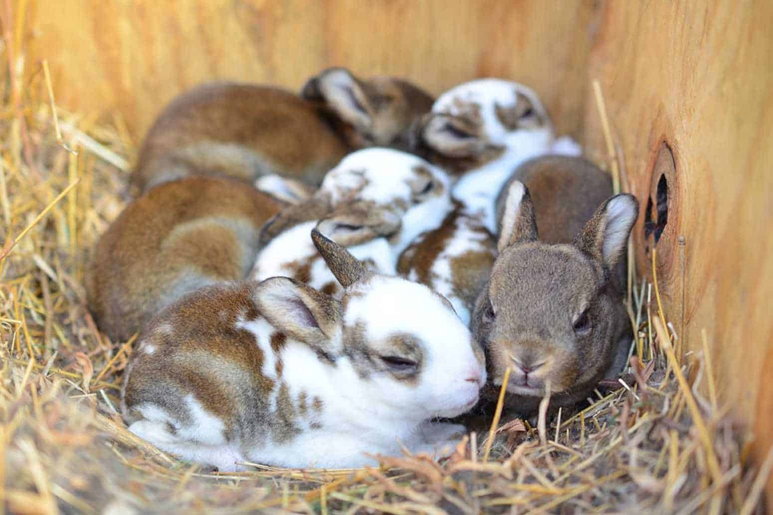 how to take care of a baby rabbit