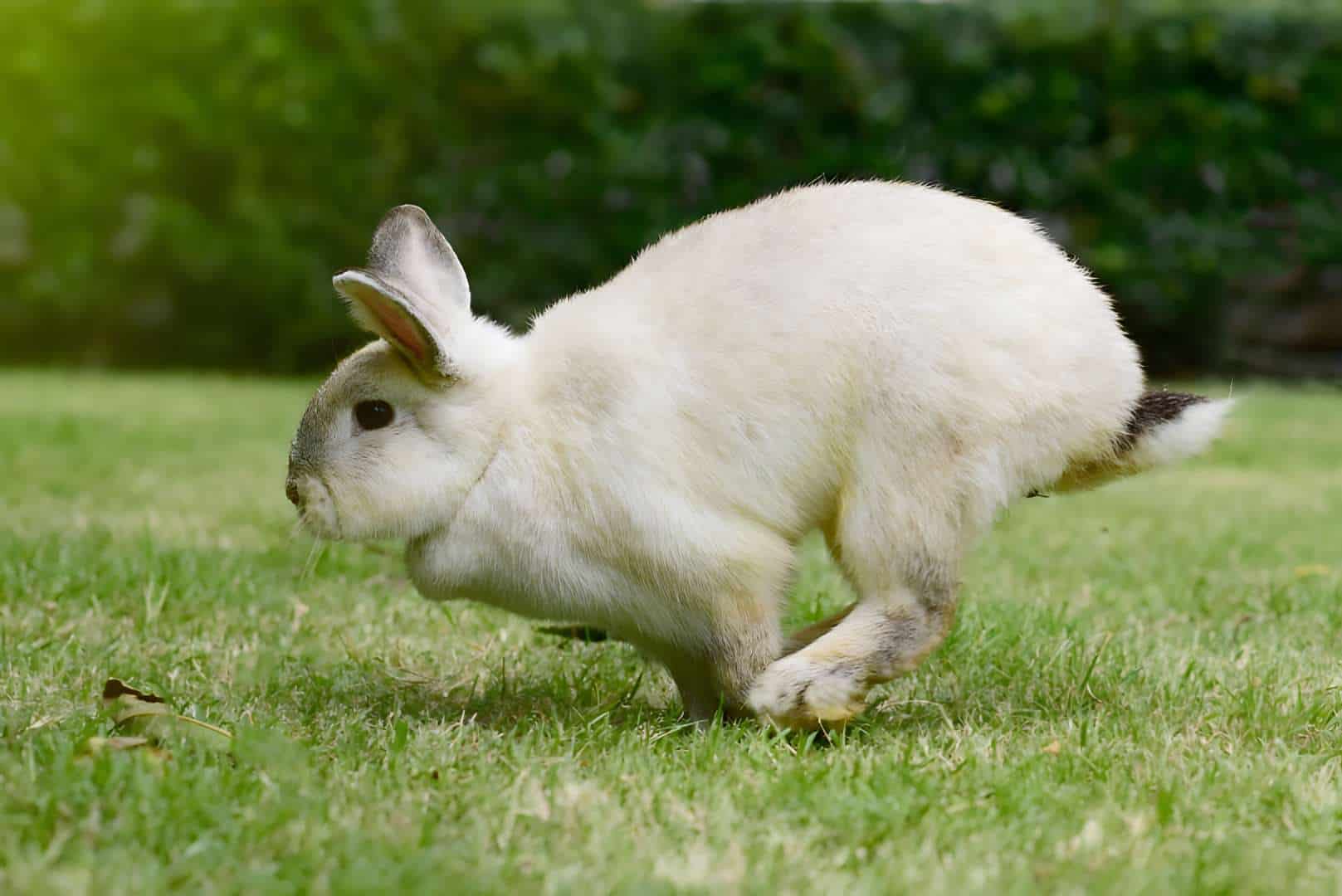 how to take care of your rabbit