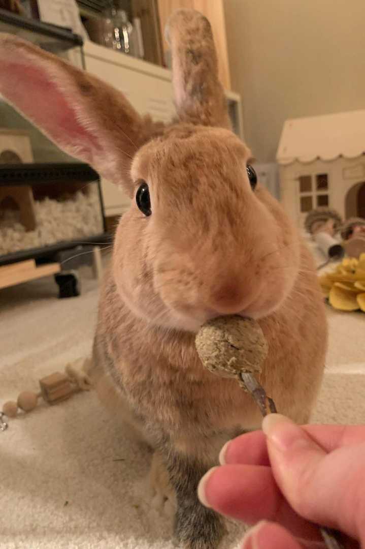 how to train a rabbit to use a litter box