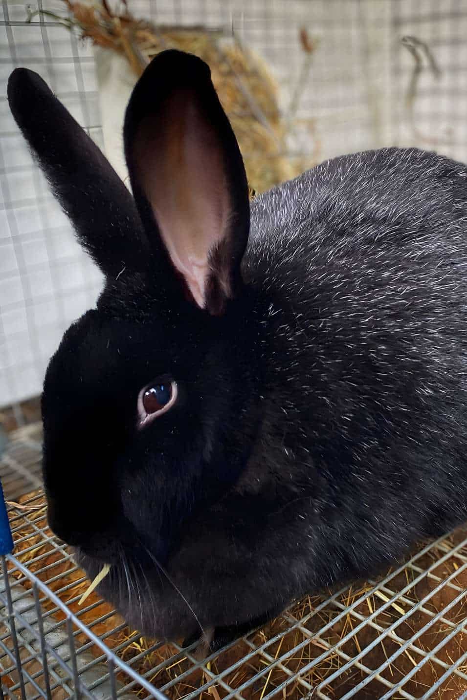 lilac silver fox rabbit