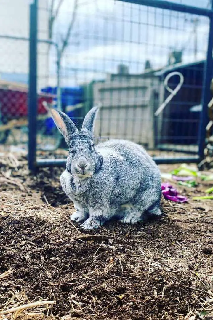 lop chinchilla rabbit