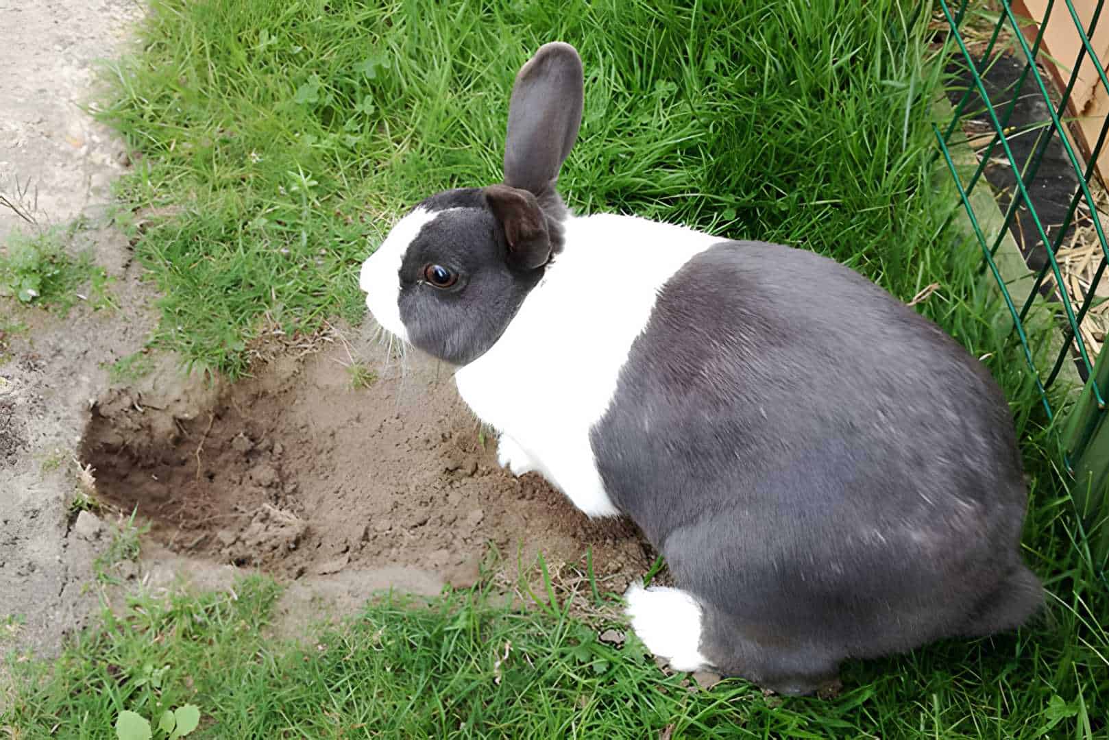 male vs female rabbit