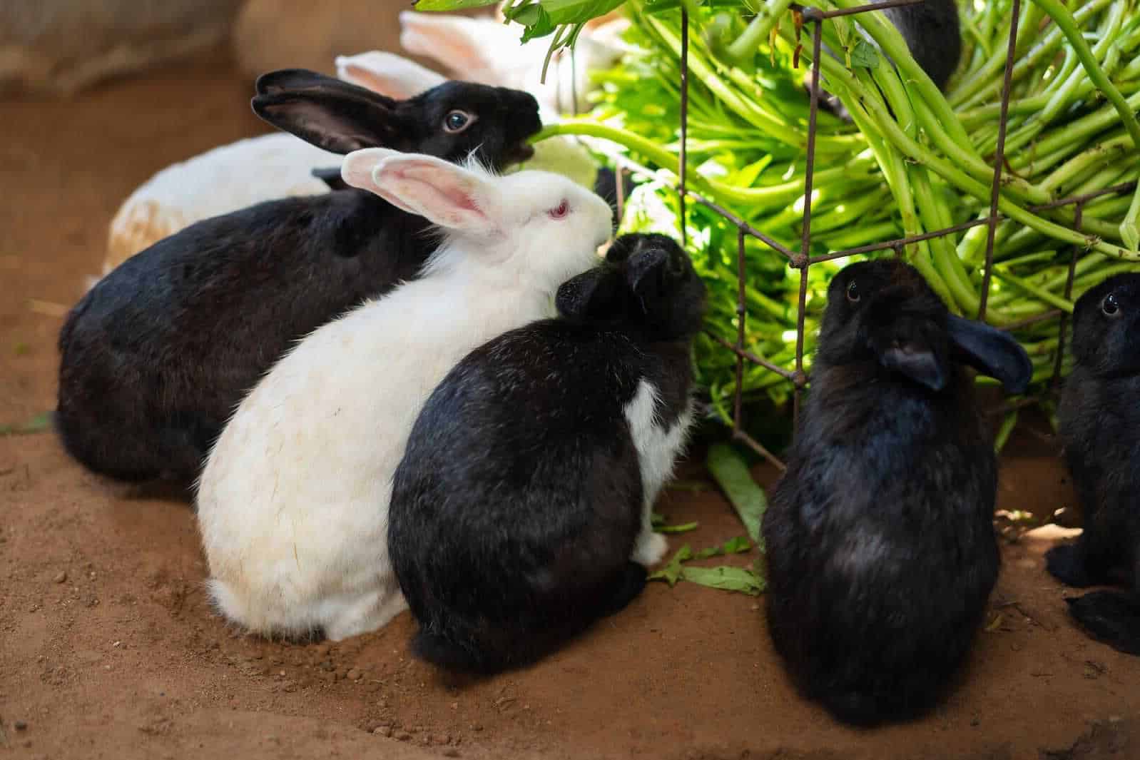 can rabbits eat green beans