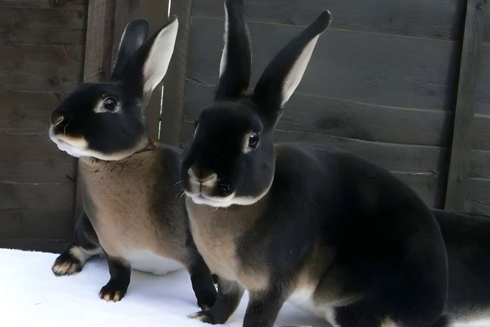 Black Otter Rex Rabbits: Appearance, Lifespan, Temperament, Care Sheet