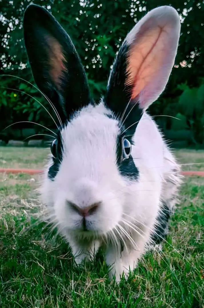 outdoor bunnies