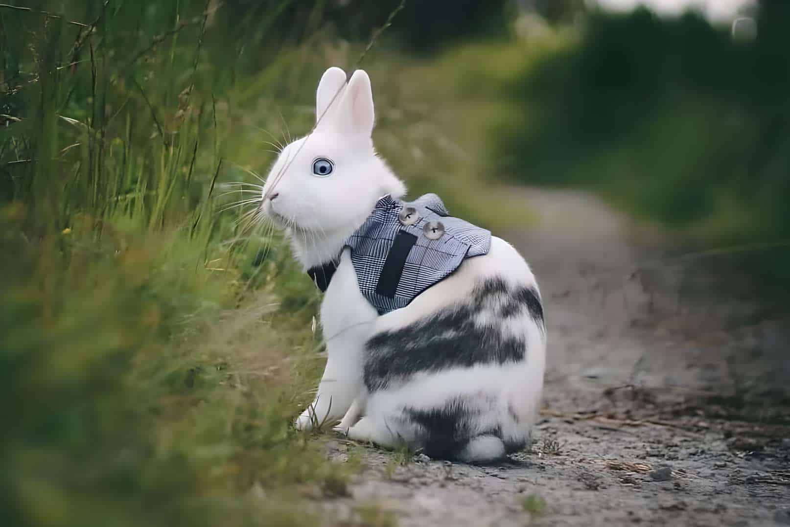 outdoor rabbits