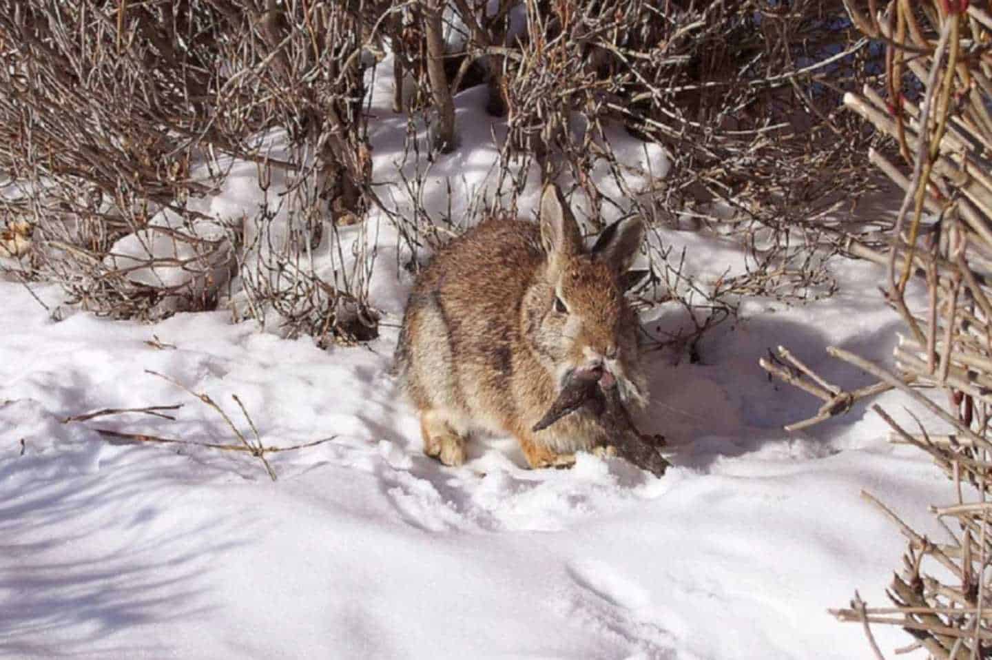 papilloma virus rabbit