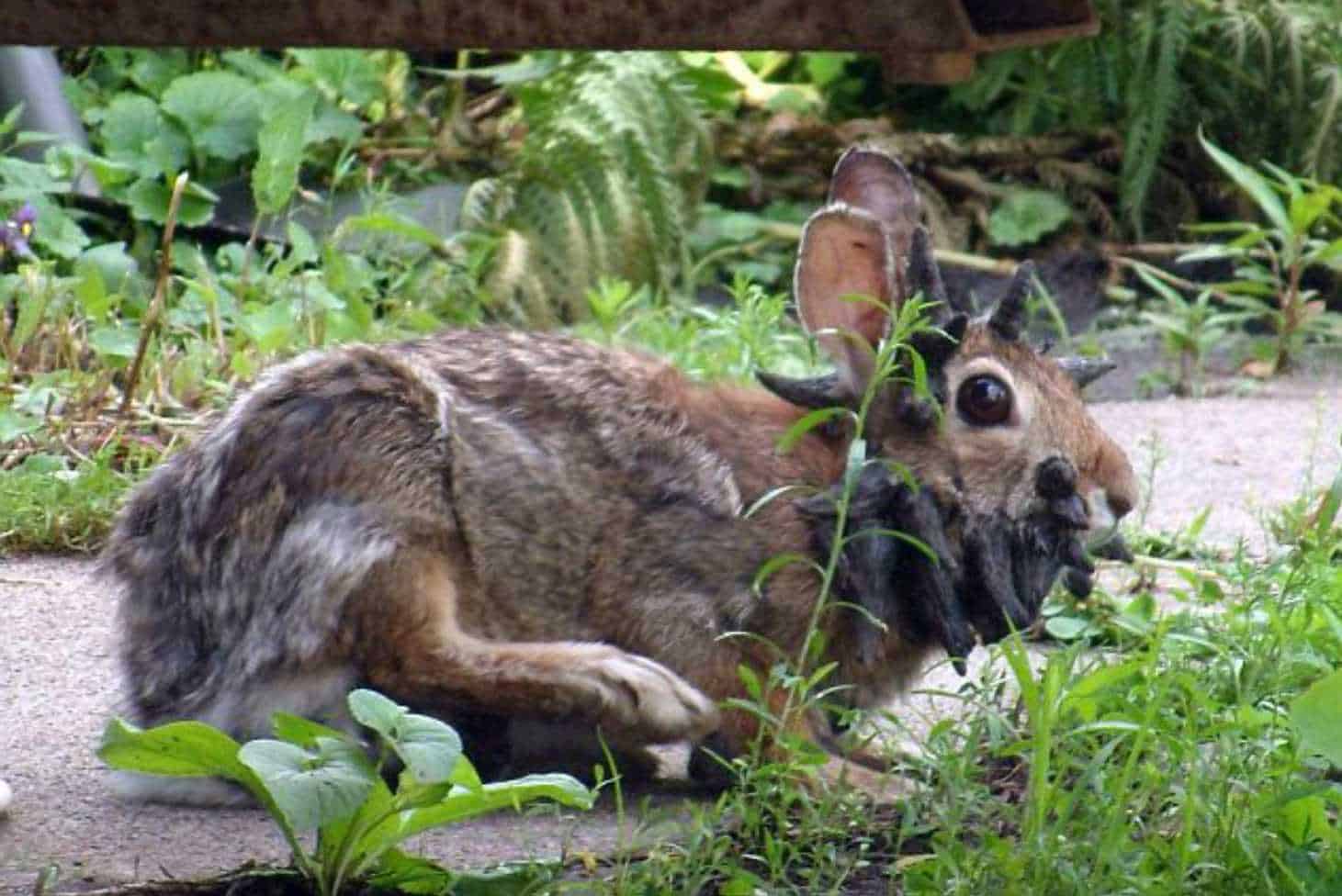 papillomavirus rabbit