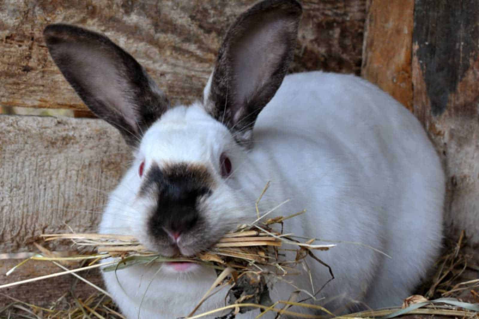 phantom pregnancy in rabbits