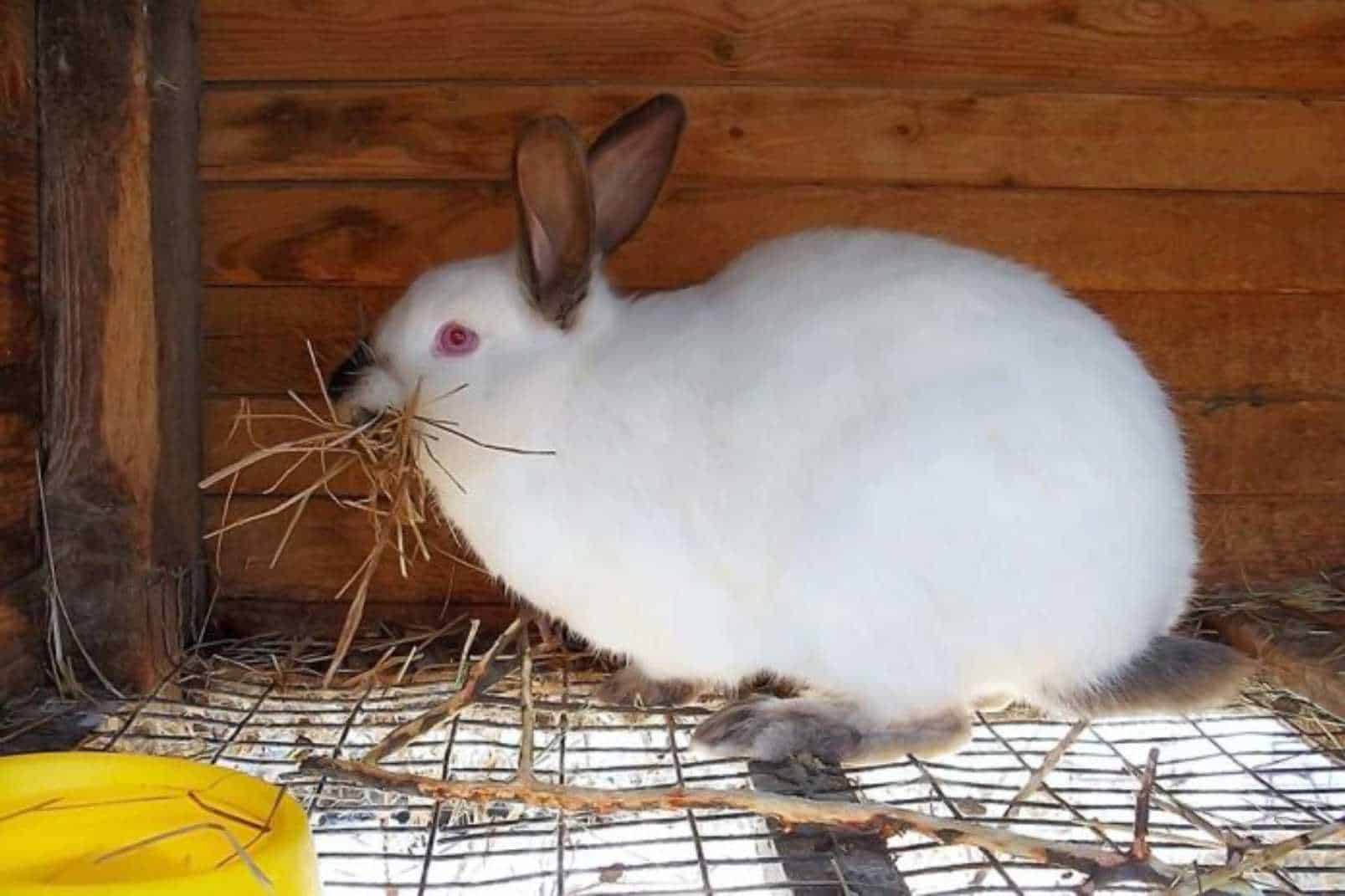 pregnant rabbit stomach