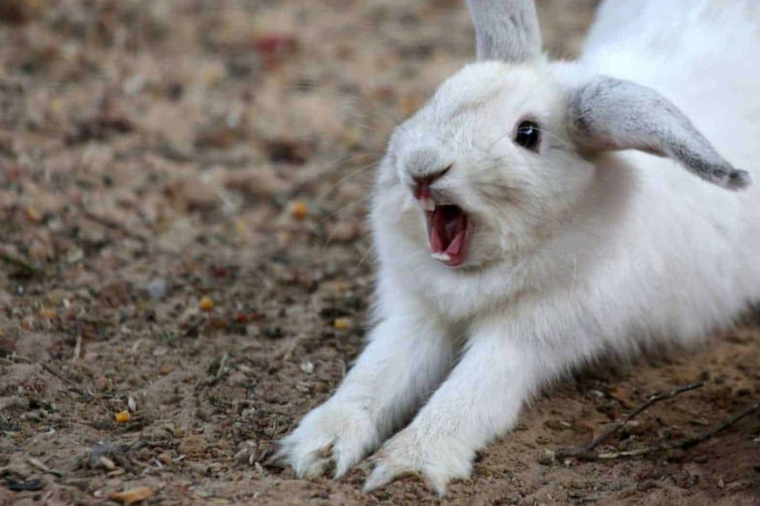 pseudopregnancy in rabbits