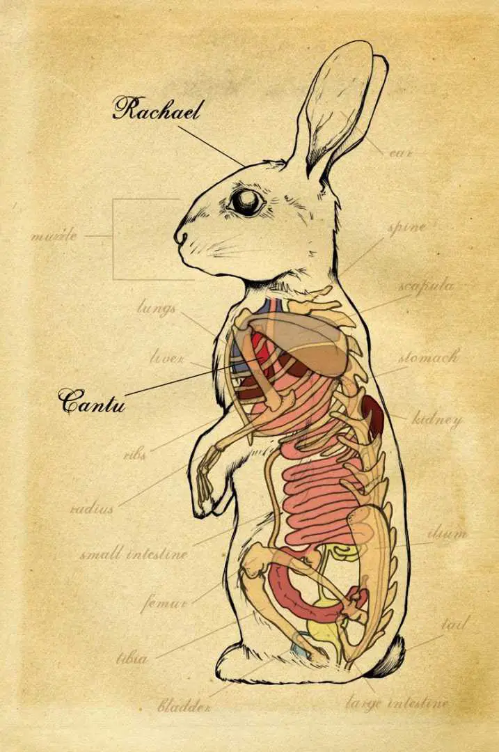 rabbit anatomy