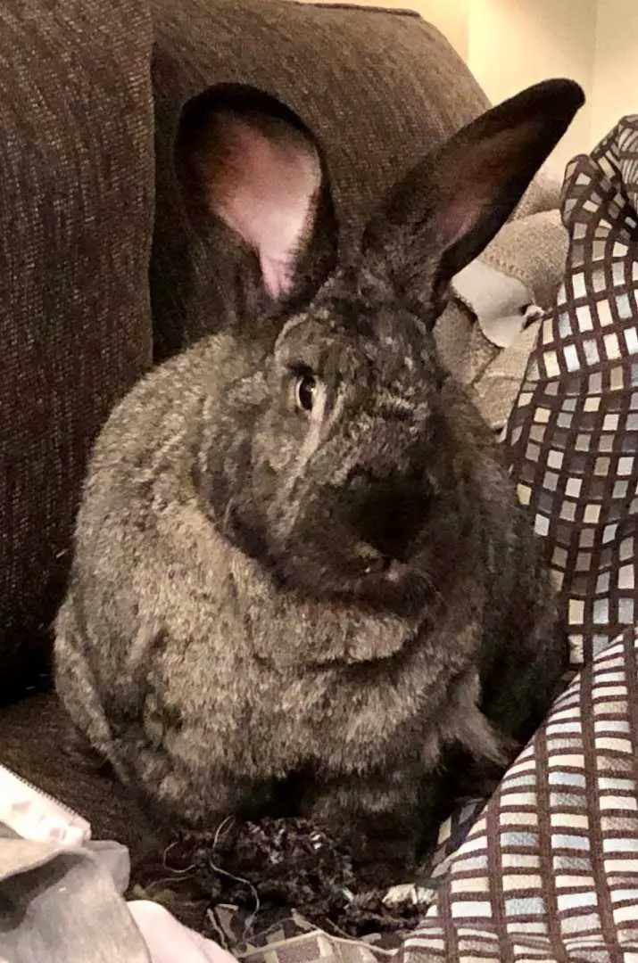 rabbit chinchilla