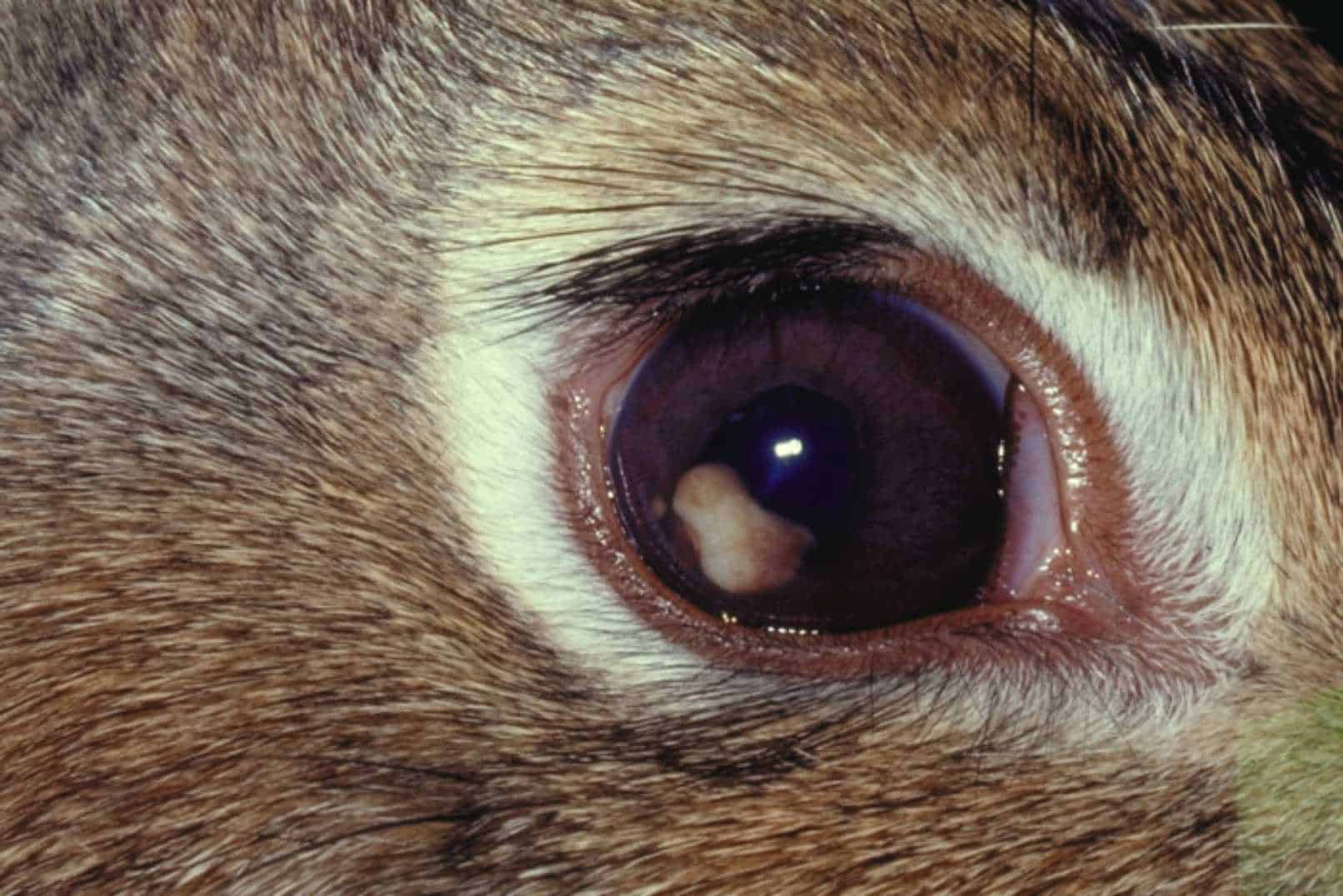 rabbit conjunctivitis