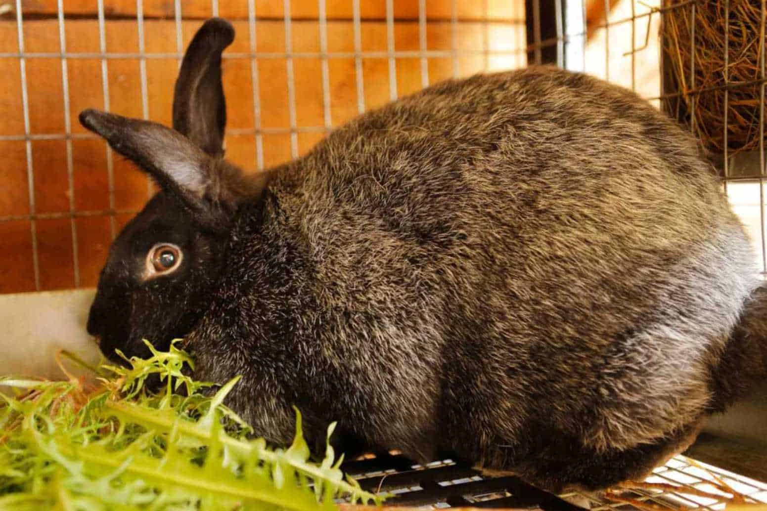 rabbit false pregnancy