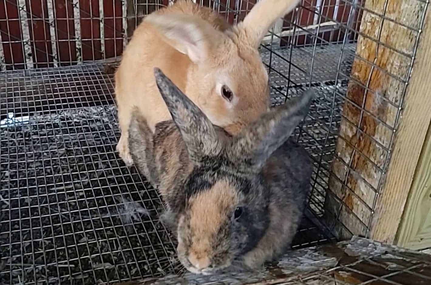 rabbit farming for meat