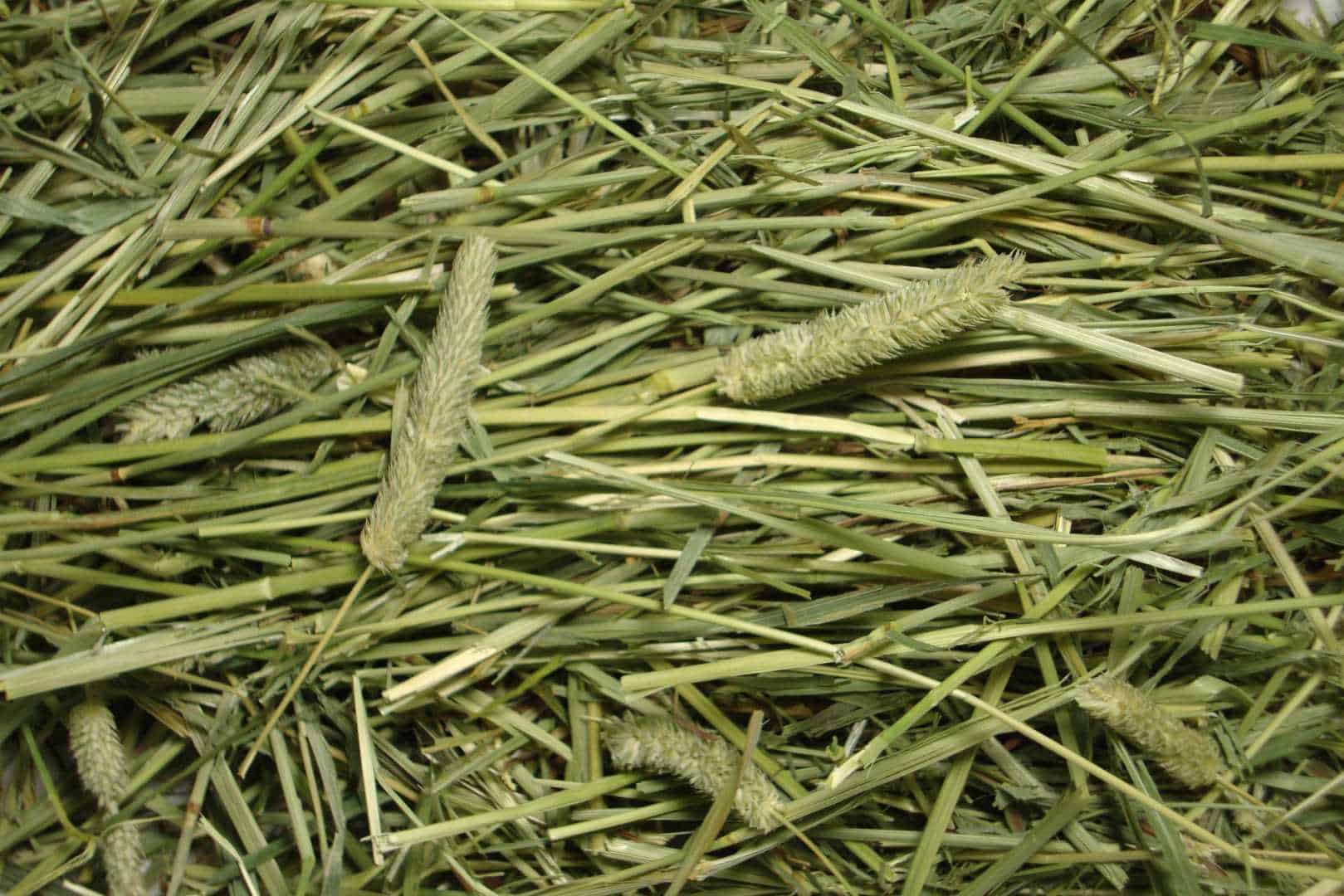 rabbit hay storage container