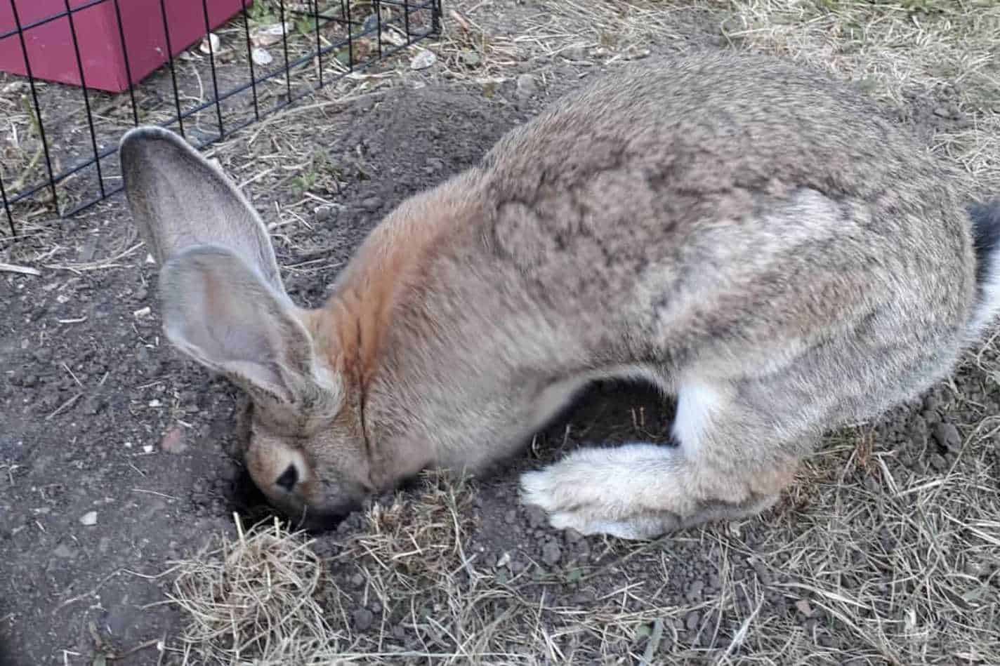 rabbit holes in yard