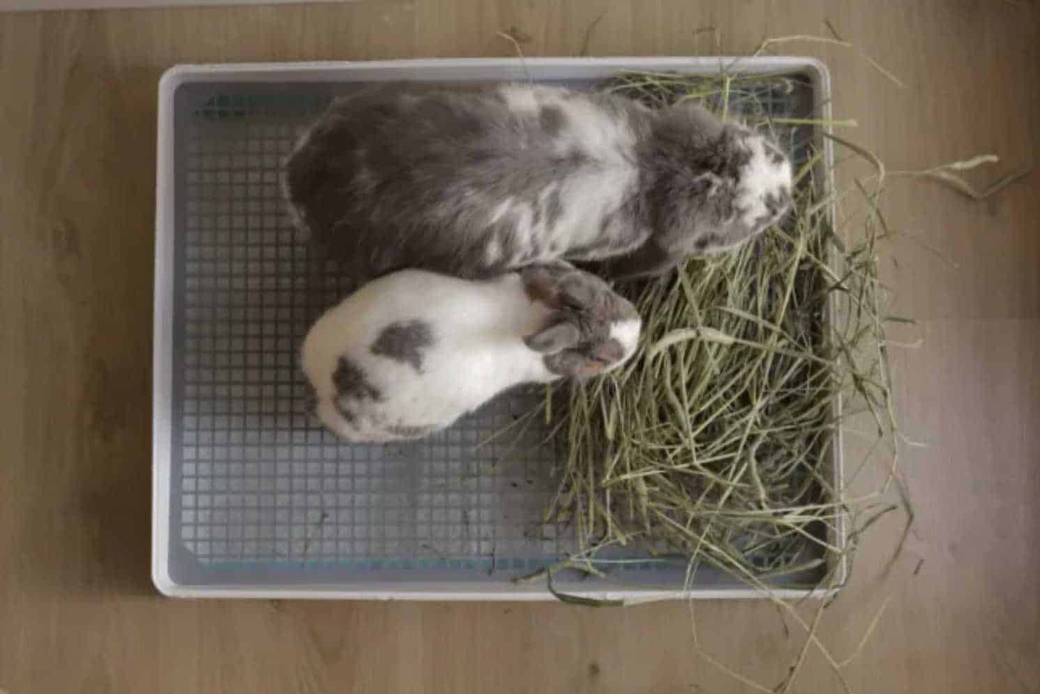 rabbit litter training