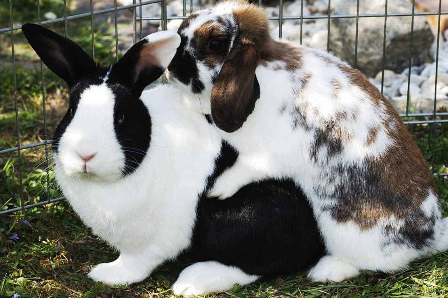 rabbit matting