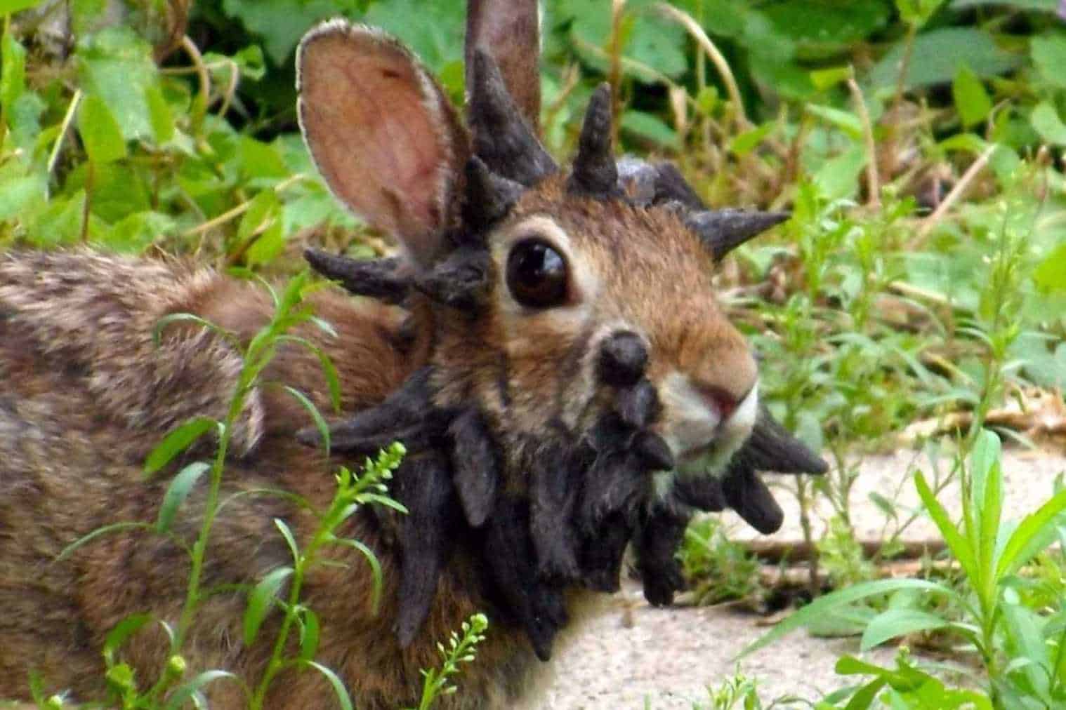 rabbit papillomavirus