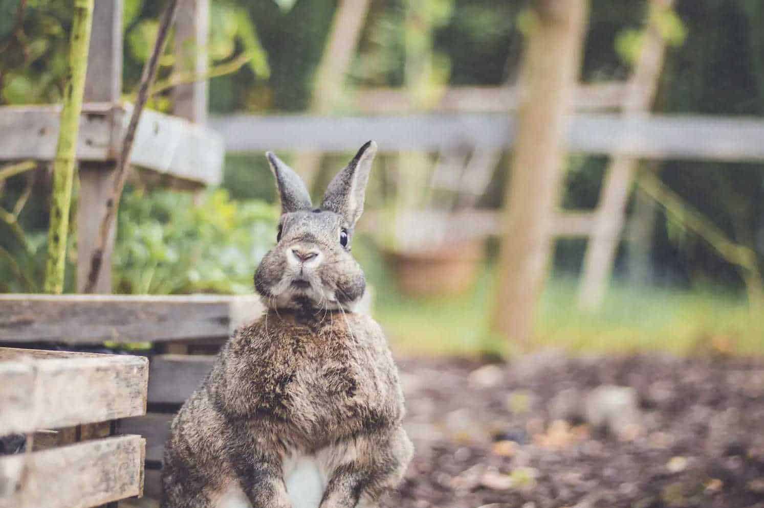 rabbit proof garden