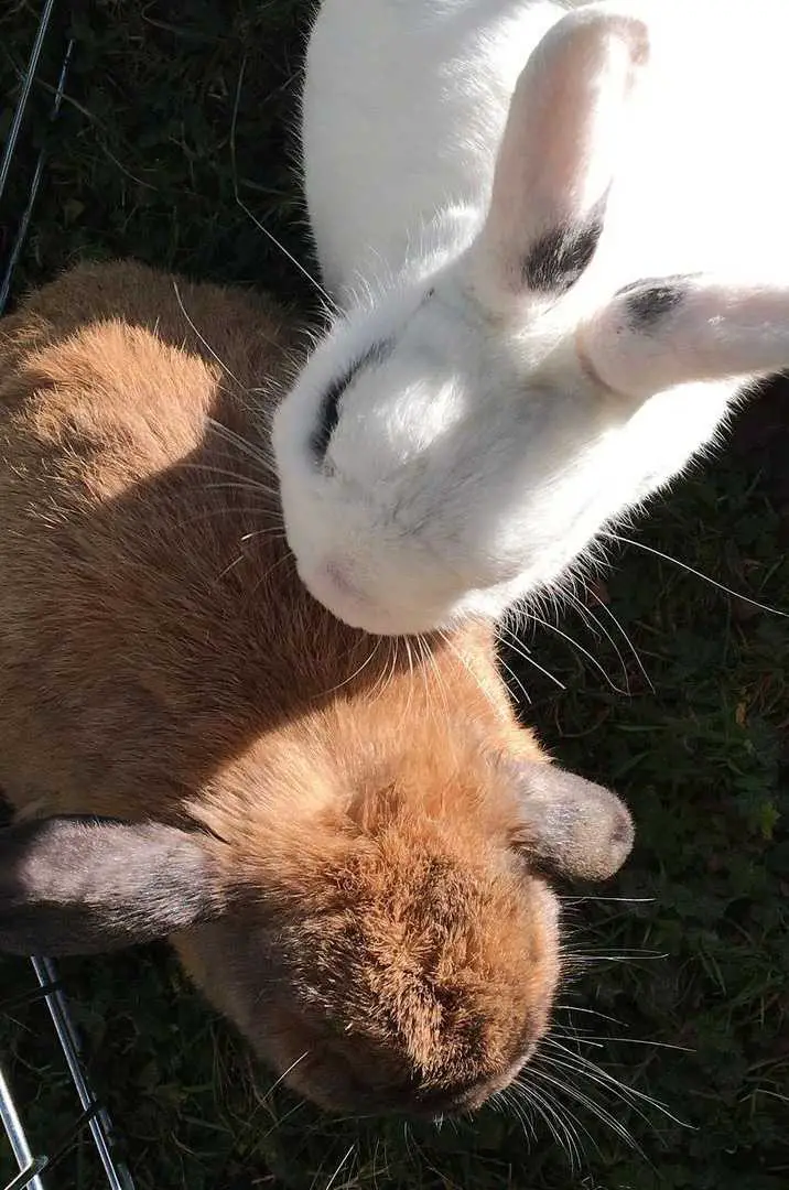 rabbit pseudopregnancy