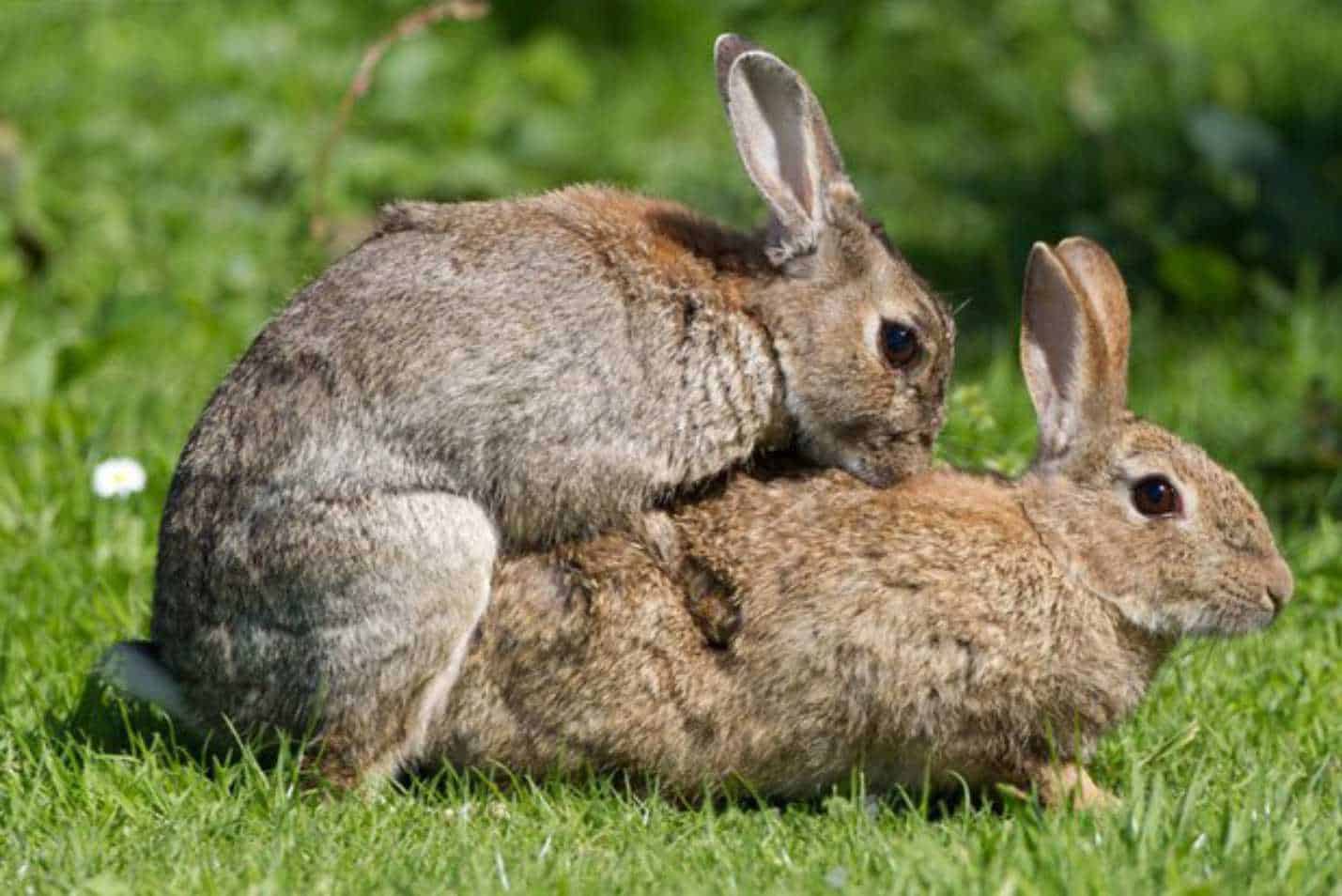 rabbit reproduction cycle