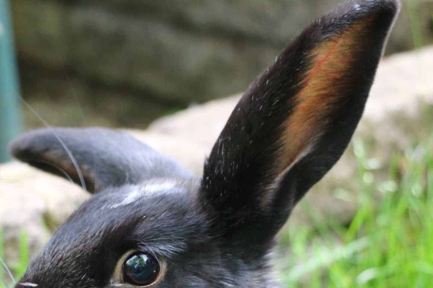 rabbit tail anatomy