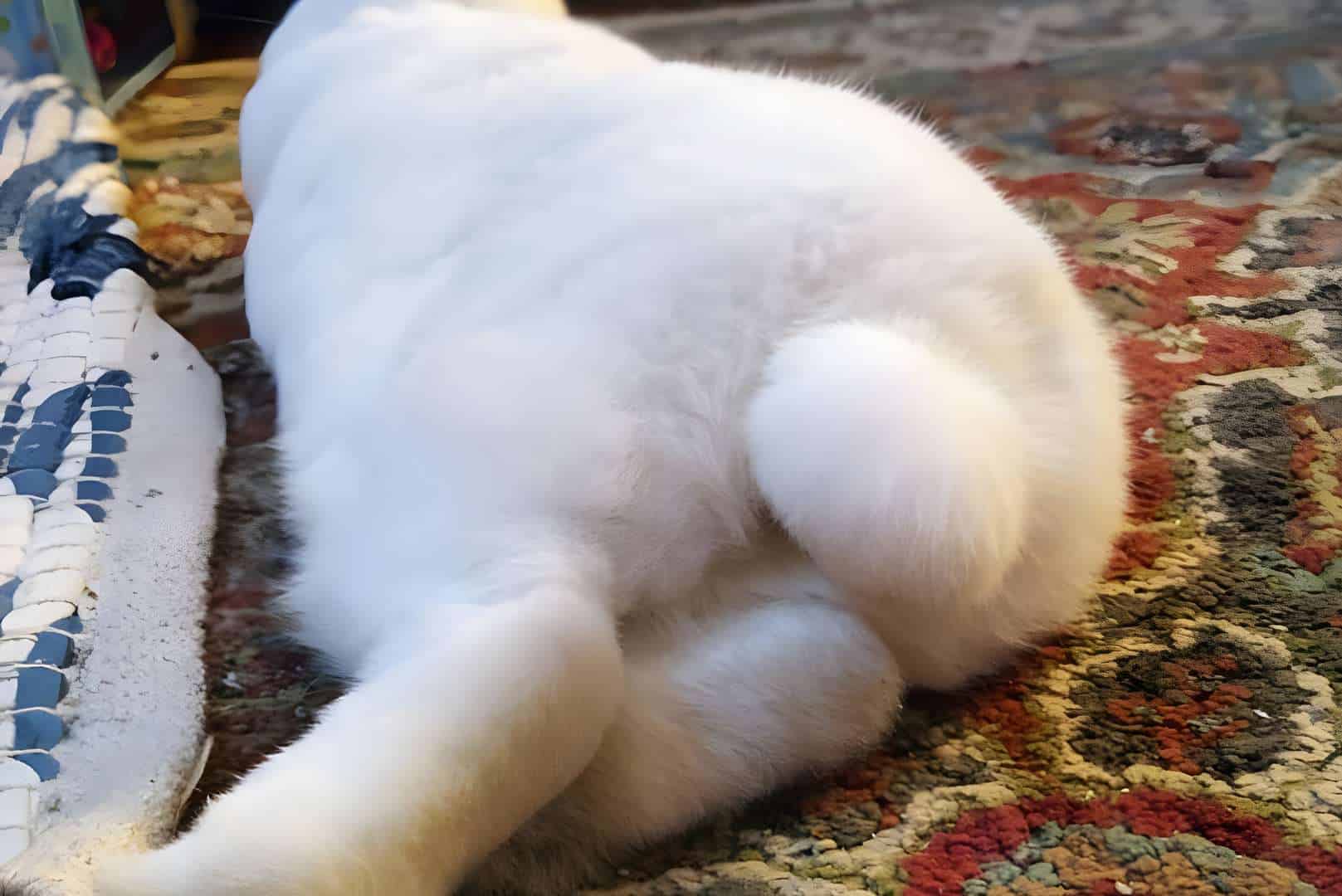 rabbit tail