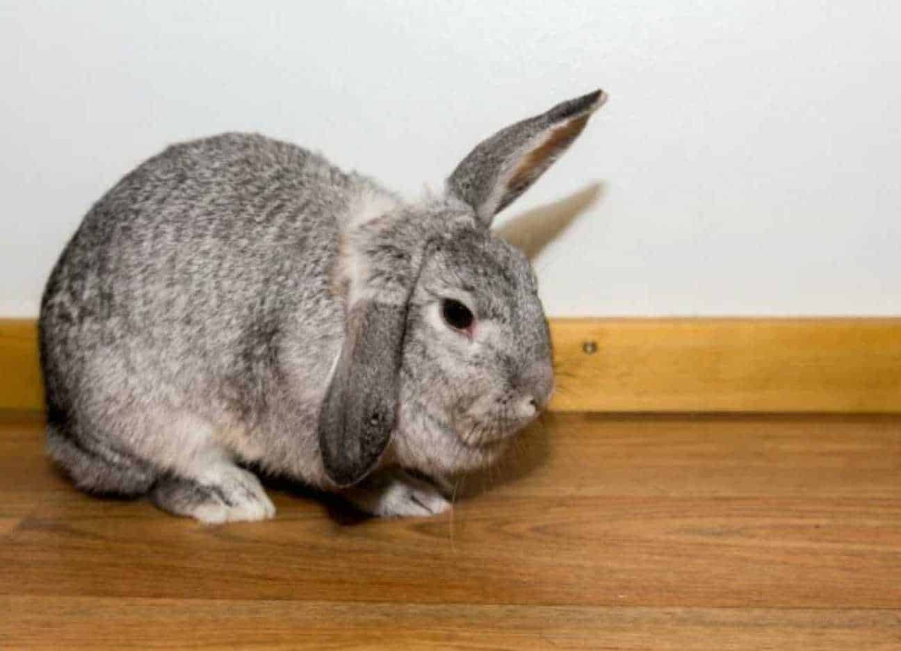 rabbits standing up