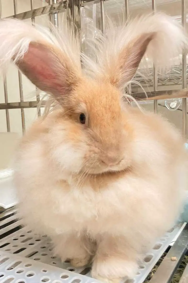 raise angora rabbits