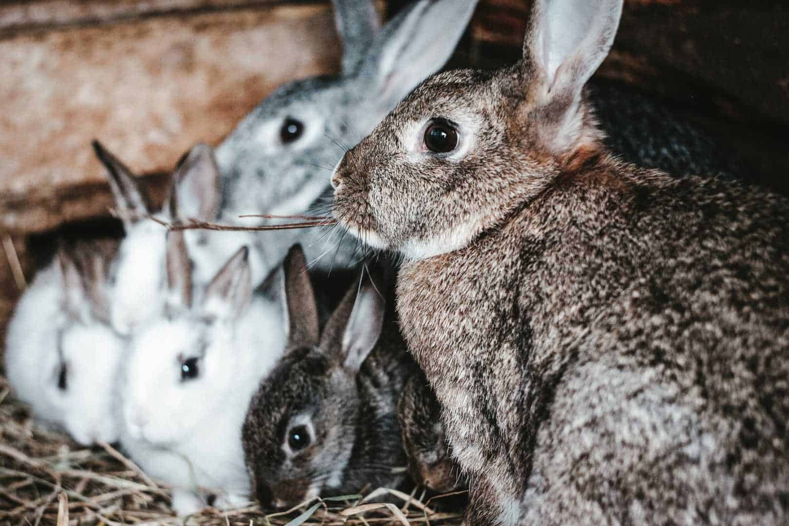 raising rabbits