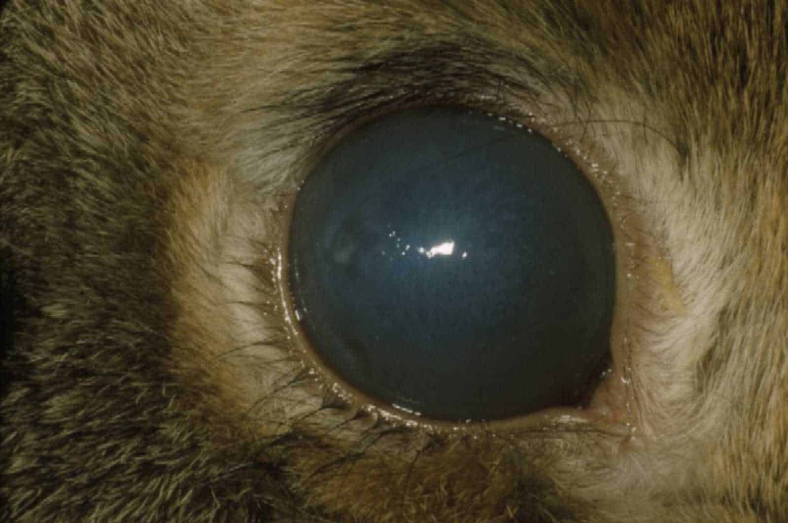 severe rabbit eye infection