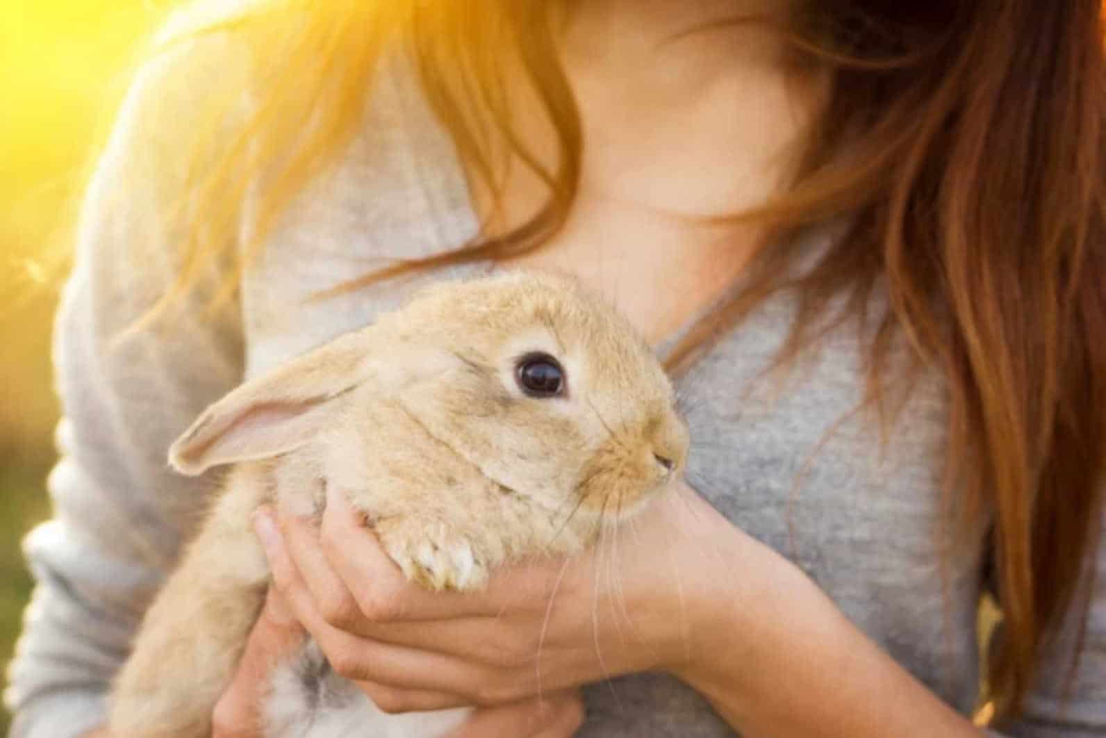 sexing rabbits