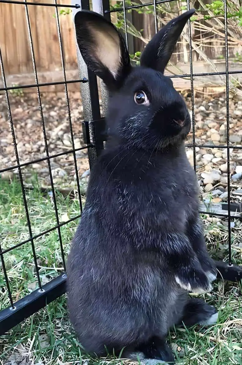 silver fox bunny