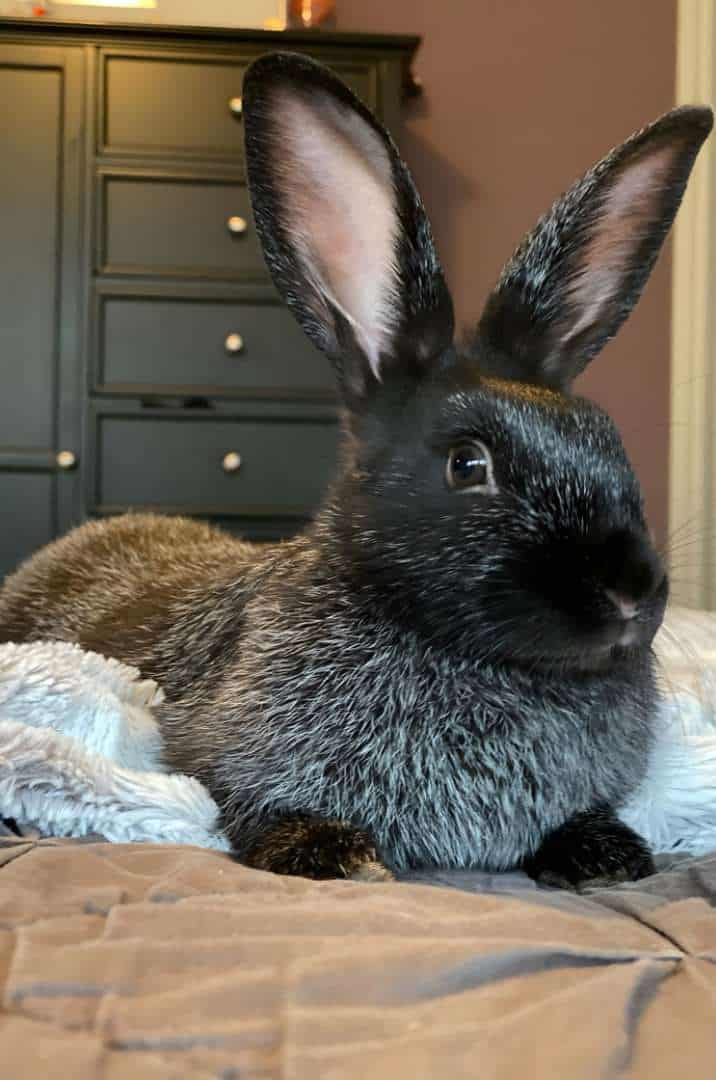 silver fox rabbit breed