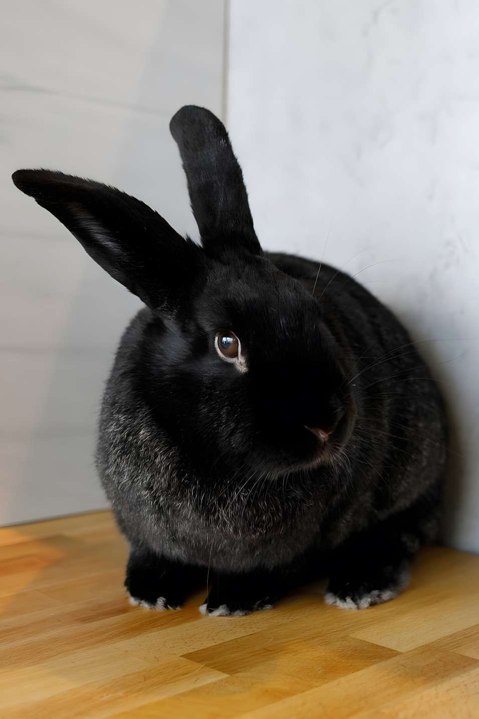 silver fox rabbits