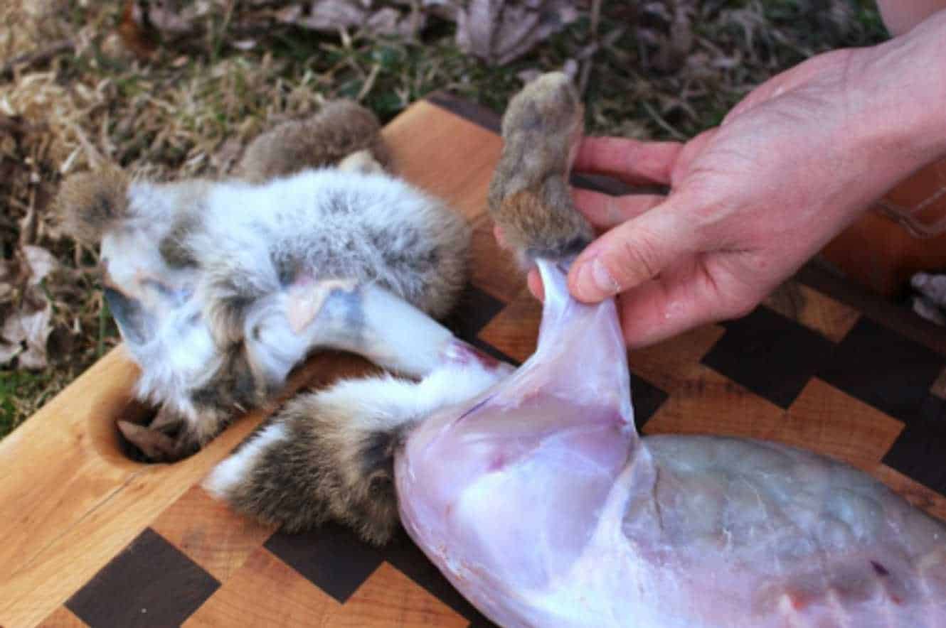 skin a rabbit for fur