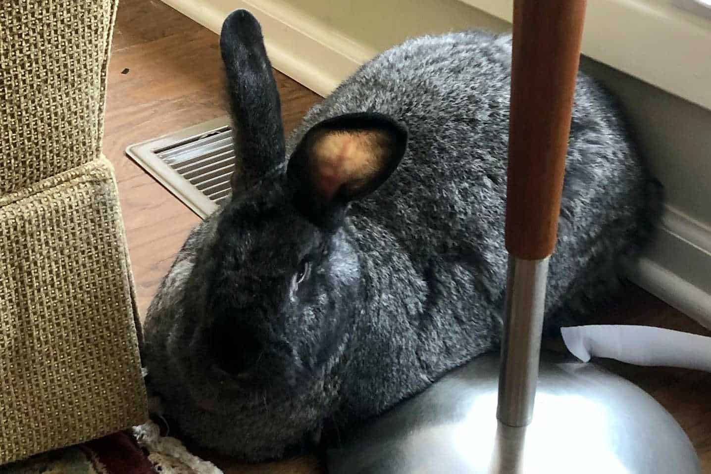 standard chinchilla rabbit