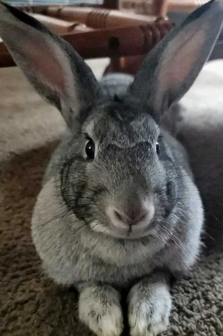 standard chinchilla rabbits