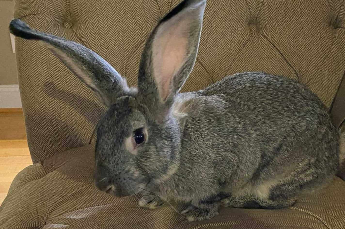 standard chinchillas